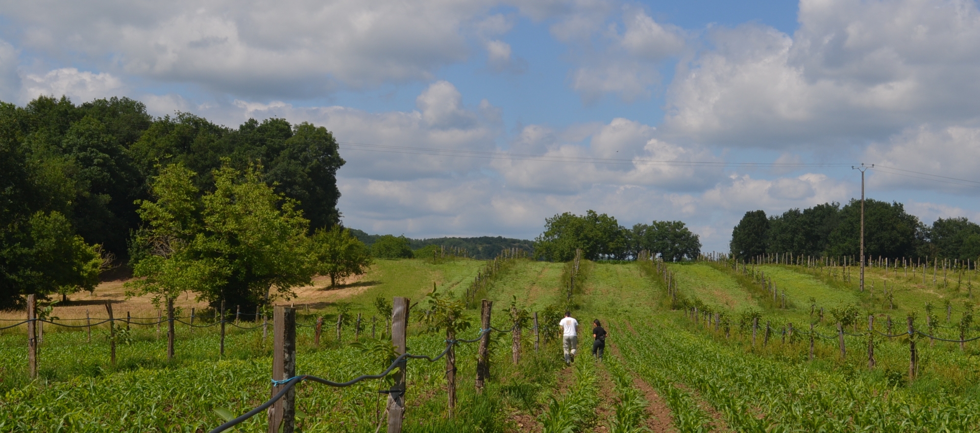 projet mycorhizes agriculture